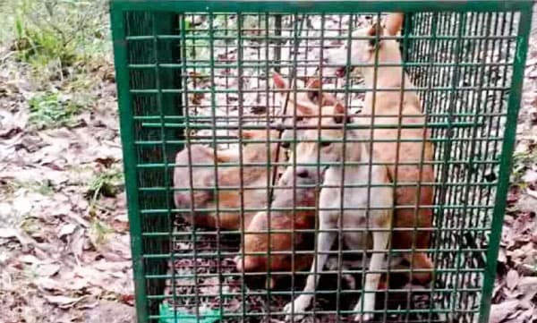കടുവയ്ക്ക് വച്ച കെണിയില്‍ കുടുങ്ങിയത് നാല്‌തെരുവ് നായ്ക്കള്‍ ; കഴിഞ്ഞ ദിവസം കുടുങ്ങിയത് കുറുക്കന്‍
