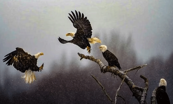 പിക്ചര്‍ ഓഫ് ദ ഇയര്‍ പുരസ്‌കാരം ഇന്ത്യന്‍ വംശജനായ കാര്‍ത്തിക് സുബ്രഹ്മണ്യന്റെ പരുന്തുകളുടെ നൃത്തം എന്ന ചിത്രത്തിന്