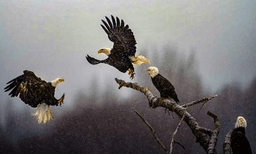 പിക്ചര്‍ ഓഫ് ദ ഇയര്‍ പുരസ്‌കാരം ഇന്ത്യന്‍ വംശജനായ കാര്‍ത്തിക് സുബ്രഹ്മണ്യന്റെ പരുന്തുകളുടെ നൃത്തം എന്ന ചിത്രത്തിന്