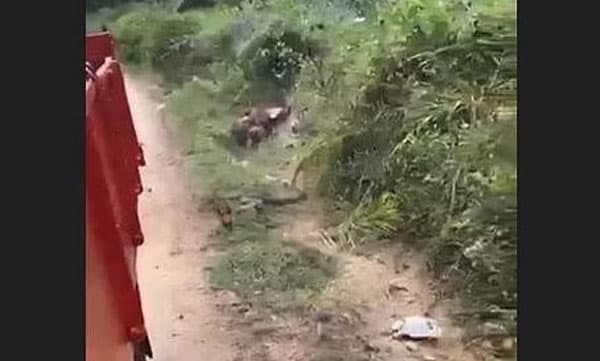 ഓടിക്കൊണ്ടിരുന്ന ട്രക്കിനു പിന്നാലെ കുതിച്ച് പാഞ്ഞ് രാജവെമ്പാല: വൈറലായി വീഡിയോ