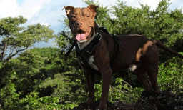 പിറ്റ്ബുളളിന്റെ ആക്രമണം ; ആറു വയസ്സുകാരിക്ക് ഇനി ചിരിക്കാനാകില്ല