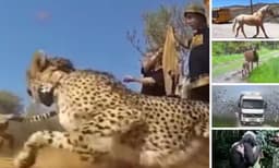 ഇതാണ് യഥാര്‍ത്ഥ സ്വാതന്ത്ര്യം: വൈറലായി ചീറിപ്പായുന്ന മൃഗങ്ങള്‍
