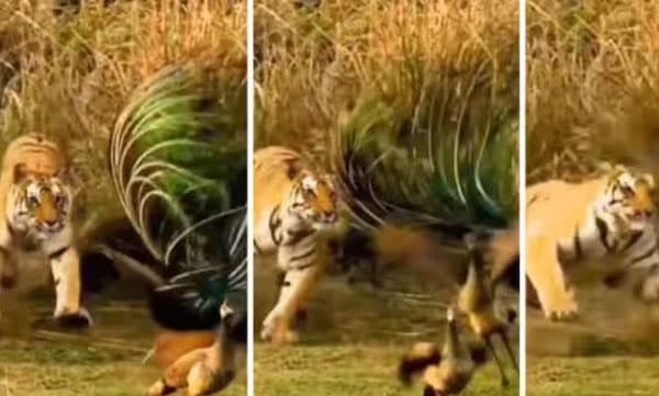 screen grab from video shared on instagram by bilal ahmmed
