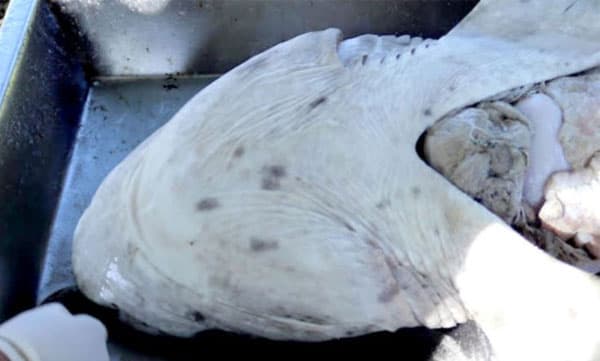 photo. Facebook/ shared by Marine Dynamics Academy