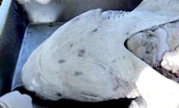 ദക്ഷിണാഫ്രിക്കയില്‍ രണ്ട് തിമിംഗലങ്ങള്‍ ചേര്‍ന്ന് കൊന്നൊടുക്കിയത് 20 സ്രാവുകളെ