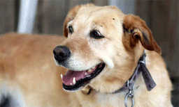 തെരുവ് നായ ആക്രമണത്തില്‍ തൃശ്ശൂരില്‍ എട്ട് പേര്‍ക്ക് കടിയേറ്റു
