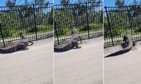 screen grab from video shared on twitter by Matt Devitt