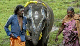 ഇന്ത്യയ്ക്ക് വീണ്ടും ഓസ്‌ക്കര്‍ തിളക്കം ; ദി എലിഫന്റ് വിസ്‌പേഴ്‌സിന് പുരസ്‌ക്കാരം