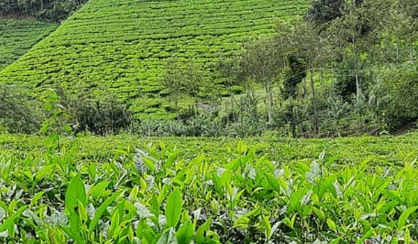 വെളിയിട വിസര്ജ്ജനത്തിന് വിട ചൊല്ലിയിട്ട് ആറു വര്ഷം ; ആനയും കടുവയും ഇറങ്ങുന്ന സ്ഥലത്ത് 200 കുടുംബങ്ങള് ഇപ്പോഴും പോകുന്നത് വെളിയില്