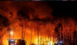 ഗോവന്‍ കാട്ടുതീയില്‍ വന്യജീവികളും 100 വര്‍ഷം പഴക്കമുള്ള മരങ്ങളും ചാരമായി ;  രണ്ടു വന്യജീവി സങ്കേതങ്ങള്‍ക്ക് വന്‍ നാശം