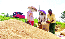 ഇതുവരെ നല്‍കാനുള്ളത് 434 കോടി രൂപ ; ഇത്തവണയും നെല്ല് സംഭരിക്കുന്നതിലെ ഉത്സാഹം പണം നല്‍കുന്ന കാര്യത്തില്‍ സര്‍ക്കാരിനില്ല ; കര്‍ഷകര്‍ കടക്കെണിയില്‍