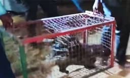 ക്ലാസ് മുറിയില്‍  മുള്ളന്‍പന്നി; കൂട്ടിലാക്കി വനം വകുപ്പ്