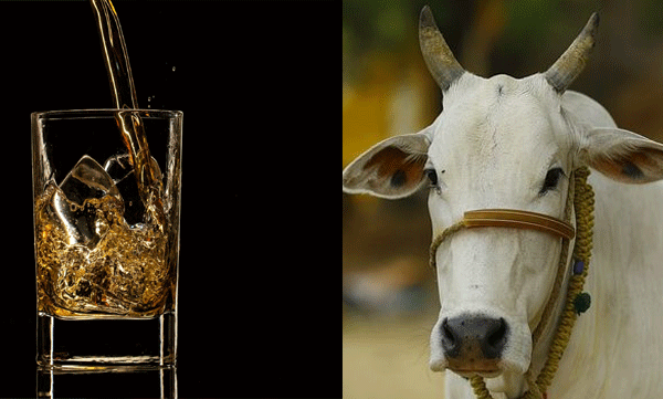 മദ്യത്തിന് പശു സെസ് ഏര്‍പ്പെടുത്താനൊരുങ്ങി ഹിമാചല്‍പ്രദേശ്; ബോട്ടില്‍ ഒന്നിന് 10 രൂപ