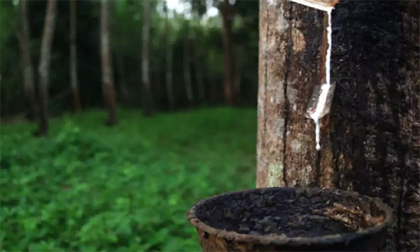  റബ്ബര്‍ കര്‍ഷകരുടെ പ്രശ്‌നങ്ങള്‍  ; കേന്ദ്ര സംസ്ഥാന സര്‍ക്കാരുകളില്‍ സമ്മര്‍ദ്ദം ചെലുത്താന്‍ കത്തോലിക്കസഭ 

