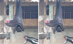 അസാധരണ വലിപ്പമുള്ള വവ്വാല്‍ 
