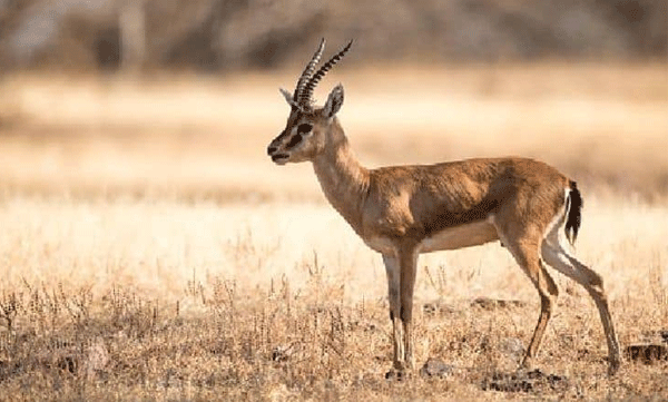 ചിങ്കാരി മാനിനെ പാകം ചെയ്ത് കഴിച്ചു ; വ്യാപക പ്രതിഷേധം
