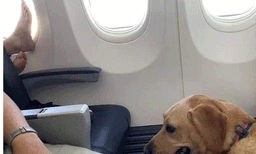 വിമാനത്തിലെ ആം റെസ്റ്റില്‍  കാല്‍ കയറ്റിവച്ചു ; ഇത് ഏറ്റവും വെറുപ്പുളവാക്കുന്ന സംഭവമെന്ന് പരാതി 
