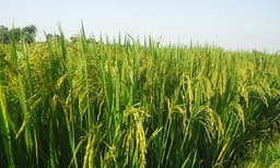 പിആര്‍എസ് ലോണിനെതിരെ പ്രതിഷേധം; റിസര്‍വ് ബാങ്കിനെ സമീപിക്കാനൊരുങ്ങി കര്‍ഷകര്‍
