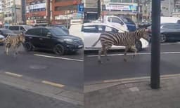 മരവേലി തകര്‍ത്ത് മൃഗശാലയില്‍ നിന്നും പുറത്തു ചാടി, തെരുവിലൂടെ അലഞ്ഞുതിരിഞ്ഞ് സീബ്ര
