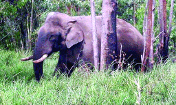 18 വര്‍ഷംകൊണ്ട് അരികൊമ്പന്‍ തകര്‍ത്തത് 180 കെട്ടിടങ്ങള്‍; നൂറിലധികം പേരുടെ ഏക്കറു കണക്കിന് കൃഷിയും നശിപ്പിച്ചു ; വീടും റേഷന്‍കടയും ഏലം സ്‌റ്റോറും നശിപ്പിച്ചു