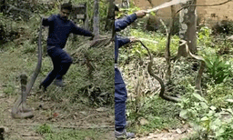 പുളിമരത്തില്‍ കയറിയ ഭീമന്‍ രാജവെമ്പാലയെ കയ്യോടെ പിടികൂടി വനപാലകര്‍