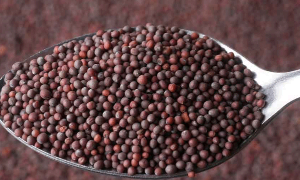 കടുകിനെ കരുതുക; അമിതോപയോഗം ഹൃദ്രോഗത്തിനും ക്യാന്‍സറിനുമുള്‍പ്പെടെ വഴിതെളിക്കുമെന്ന് പഠനം
