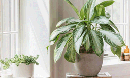 ചെടികളും പരസ്പരം സംസാരിക്കുന്നുണ്ടെന്ന്  പഠനം; ശബ്ദം മനുഷ്യന്റെ ശ്രവണ പരിധിയ്ക്കപ്പുറം
