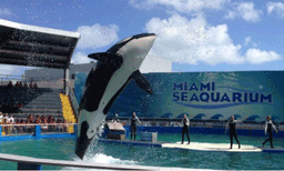 'ലോലീറ്റ ഇനി കടലിലേക്ക്': 53 വര്‍ഷം തടവില്‍ പാര്‍പ്പിച്ച തിമിംഗലത്തിന് മോചനം നല്‍കി അധികൃതര്‍
