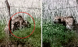 നമീബയില്‍ നിന്നുള്ള ചീറ്റപ്പുലി ദേശീയോദ്യാനം വിട്ട് ഗ്രാമത്തില്‍ കടന്നു: ഭയന്ന് പ്രദേശവാസികള്‍