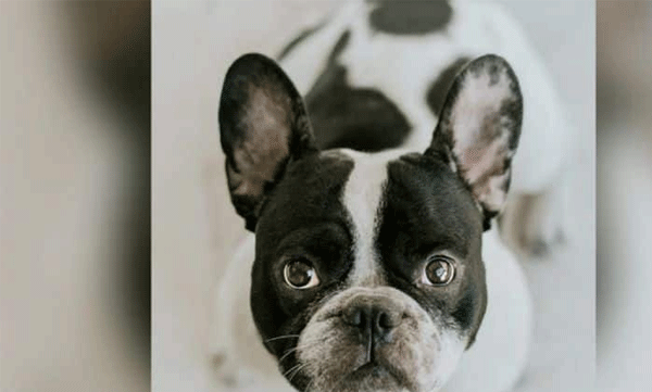 കാണാതായ നായയെ കണ്ടെത്തി നല്‍കുന്നവര്‍ക്ക് 1.64 ലക്ഷം രൂപ പാരിതോഷികം പ്രഖ്യാപിച്ച് യുവതി