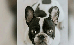 കാണാതായ നായയെ കണ്ടെത്തി നല്‍കുന്നവര്‍ക്ക് 1.64 ലക്ഷം രൂപ പാരിതോഷികം പ്രഖ്യാപിച്ച് യുവതി