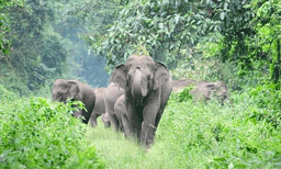 വന്യമൃഗശല്യം കാട്ടുതീയും തടയാന്‍ കേന്ദ്രഫണ്ട് ; കേരളം ഉപയോഗിച്ചത് പകുതി മാത്രം ; 81.59 കോടിയില്‍ ചെലവാക്കിയത് 41 കോടി