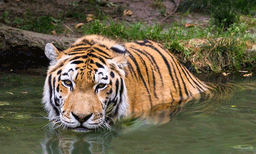 രാജവെമ്പാലയ്ക്കും അനാകോണ്ടയ്ക്കും എ.സി. ; ഒട്ടകപ്പക്ഷിയ്ക്ക് പനയോലക്കുട ; രാവിലെയും വൈകിട്ടും കുളിച്ചു കടുവ; ചൂടില്‍ കൂളായി തിരുവനന്തപുരം മൃഗശാല