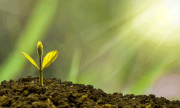 ചെടികള്‍ക്ക് സംസാരിയ്ക്കാനും സാധിയ്ക്കും ; കണ്ടെത്തലുമായി ഗവേഷകര്‍ 
