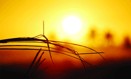 കേരളത്തില്‍ പകല്‍ച്ചൂട് അസഹ്യമായി; അന്തരീക്ഷത്തില്‍ അള്‍ട്രാവയലറ്റ് വികിരണസൂചിക അപകടനിലയ്ക്കു മുകളില്‍; സംസ്ഥാനത്തു ശരാശരി താപനില 38 ഡിഗ്രി സെല്‍ഷ്യസ് കടന്നു