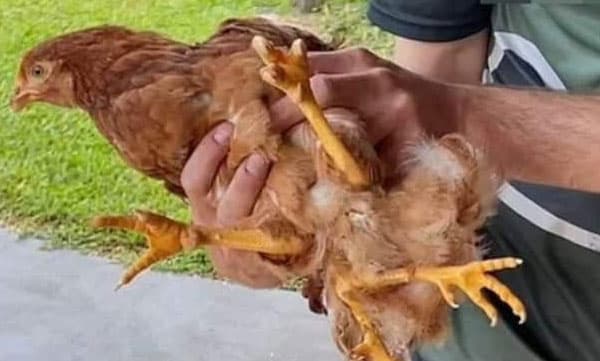 നാല് കാലുള്ള കോഴി, കൂട്ടുകാര്‍ കൂട്ടുന്നില്ല. സാമൂഹിക മാധ്യമത്തില്‍ അപമാനകരമായ കുറിപ്പുകള്‍, രക്ഷകനായി വന്യജീവി സംരക്ഷകന്‍