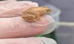 4,800 ലോമീറ്ററുകള്‍ താണ്ടി ബ്രിട്ടനിലെ ഒരു സൂപ്പര്‍മാര്‍ക്കറ്റിലെത്തിയ കുഞ്ഞന്‍ തവള; കണ്ടെത്തിയത് നേന്ത്രപ്പഴത്തില്‍ നിന്ന്‌
