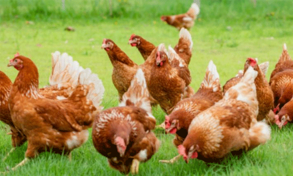 ലോകത്തുളള കോഴികളുടെ എണ്ണം മനുഷ്യ ജനസംഖ്യയെക്കാള്‍ രണ്ടിരട്ടി ; 