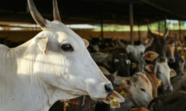 അടങ്ങിയിരിക്കുന്നത് ആരോഗ്യം മോശമാക്കുന്ന ഇ കോളി ഉള്‍പ്പെടെ 14 തരം ബാക്ടീരിയകള്‍ ; ചൂടന്‍ ഗോമൂത്രം മനുഷ്യന്റെ ആരോഗ്യത്തിന് ഹിതകരമല്ലെന്ന് ഗവേഷകര്‍ 