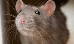 എലിയെ ഓടയില്‍ മുക്കിക്കൊന്നു ; യുവാവിനെതിരേ ഉത്തര്‍പ്രദേശില്‍ മൃഗങ്ങള്‍ക്കെതിരേയുള്ള ക്രൂരതയില്‍  കേസ് 