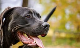 യുവാവിന്റെ സ്വകാര്യഭാഗം കടിച്ചെടുത്ത് പിറ്റ്ബുള്‍ ; നാട്ടുകാര്‍ ചേര്‍ന്ന് നായയെ തല്ലിക്കൊന്നു 
