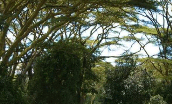 യേശുവിനെ കാണാനും സ്വർ​ഗത്തിൽ പോവാനും പട്ടിണി കിടന്നു ; നാല് പേര്‍ മരിച്ചു