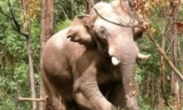 അരിക്കൊമ്പന് ദൗത്യം നാളെ; ചിന്നക്കനാലില് നിരോധനാജ്ഞ പ്രഖ്യാപിക്കും, ഒരുക്കങ്ങള് പൂര്ത്തിയായതായി വനംവകുപ്പ്