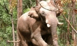 അരിക്കൊമ്പന്‍ ദൗത്യം നാളെ; ചിന്നക്കനാലില്‍ നിരോധനാജ്ഞ പ്രഖ്യാപിക്കും, ഒരുക്കങ്ങള്‍ പൂര്‍ത്തിയായതായി വനംവകുപ്പ്