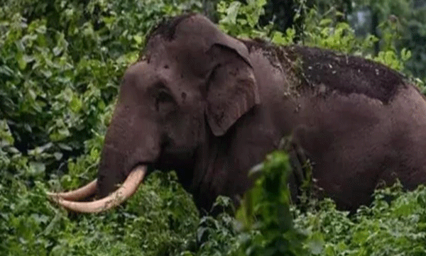 ശങ്കരപാണ്ഡ്യമേട് ഭാഗത്ത് അരിക്കൊമ്പനെ കണ്ടെത്തി; നാളെ ഓടിച്ച് താഴെയിറക്കുമെന്ന് വനം വകുപ്പ്