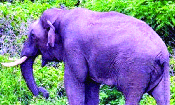 വനപാലകരെ കുഴയ്ക്കുന്നത് അരികൊമ്പന്റെ ‘അപരന്‍’ ; രൂപസാദൃശ്യമുള്ള വേറെയും ആനകള്‍ ;  മാറ്റുന്നത് പെരിയാര്‍ വനമേഖലയിലേക്ക് 
