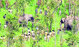 അരിയില്ലാത്ത പെരിയാര്‍ വനമേഖലയില്‍ അരികൊമ്പന്‍ മയക്കം വിട്ടുണര്‍ന്നു ; ഭൂമാഫിയയില്‍ നിന്നും പ്രദേശത്തെ രക്ഷിച്ചിരുന്ന കൊമ്പന്‍ പോയപ്പോള്‍ ചിലര്‍ക്ക് സങ്കടവും 