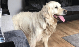 പഴയ ഉടമയെ തേടി നീണ്ട 27 ദിവസങ്ങള്‍കൊണ്ട് നായ നടന്നത് 64 കിലോമീറ്റര്‍

