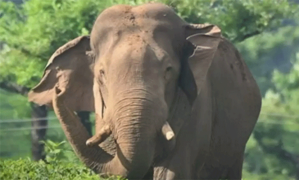 അരിക്കൊമ്പന്റെ വലതു കണ്ണിന് കാഴ്ചക്കുറവ് ; തുമ്പിക്കൈയ്ക്ക് പരിക്കെന്നും റിപ്പോര്‍ട്ട്