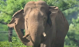 അരിക്കൊമ്പന്റെ വലതു കണ്ണിന് കാഴ്ചക്കുറവ് ; തുമ്പിക്കൈയ്ക്ക് പരിക്കെന്നും റിപ്പോര്‍ട്ട്